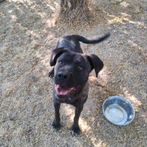 Reina 2 Anni (Nata Indicativamente Il 6 Ottobre 2023)  Razza: Mix Cane Corso  Taglia: Media  